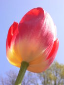 Red Tulip